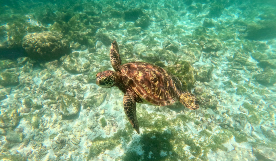 Turtle swimming Galapagos