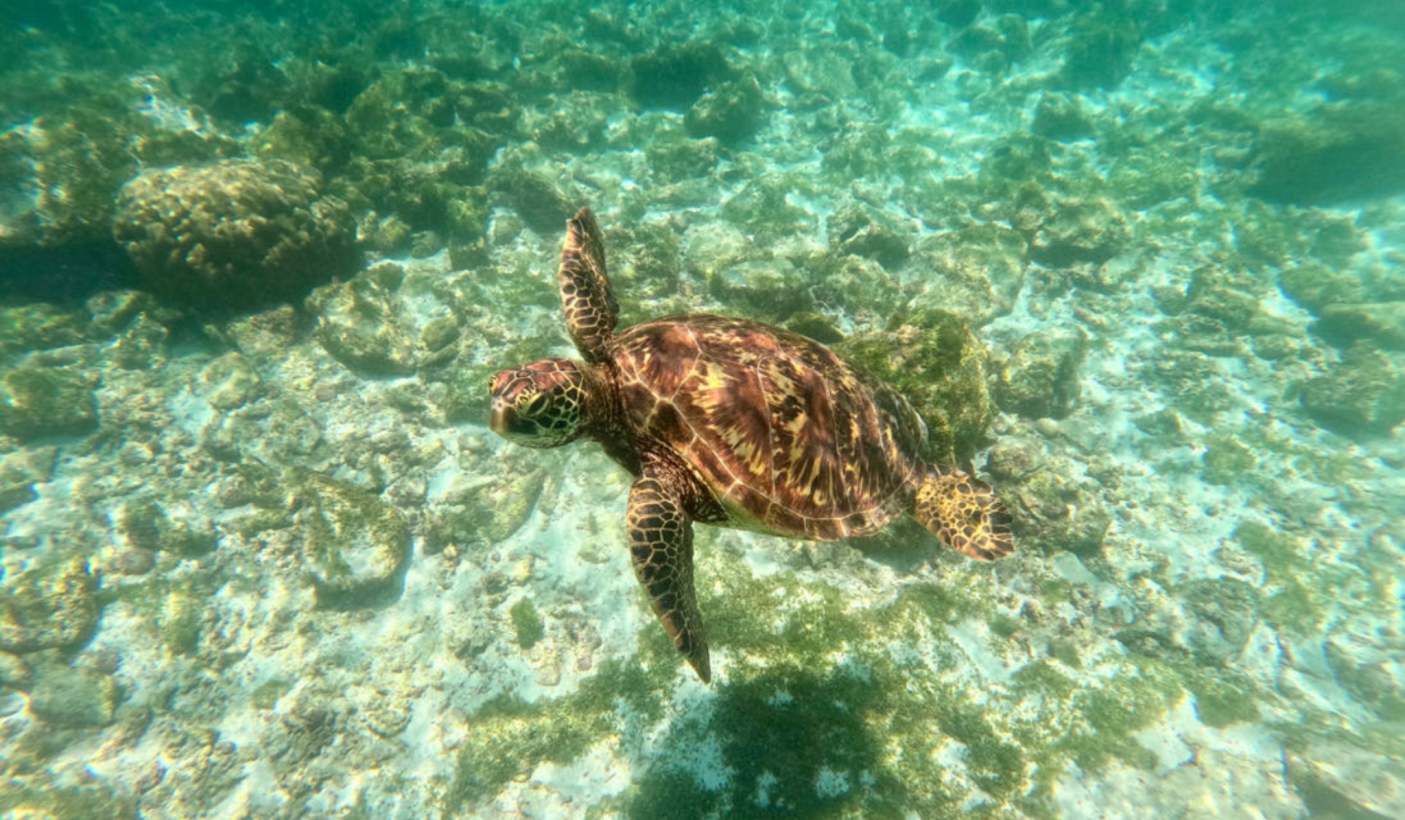 Turtle swimming Galapagos