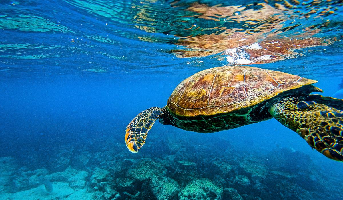 Turtle swimming in the ocean