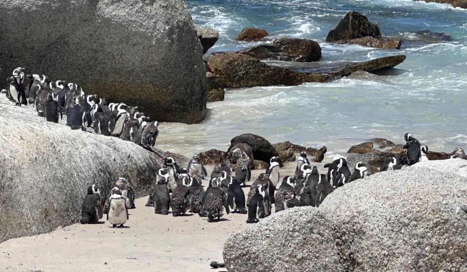 penguins boulders beach altaia 3