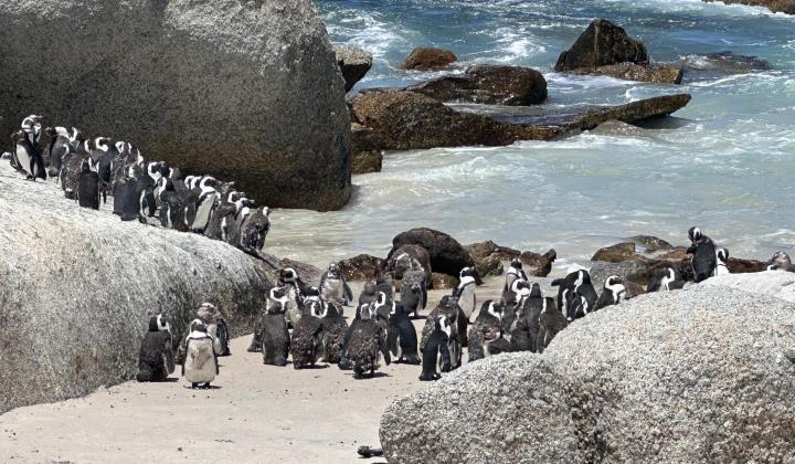 penguins boulders beach altaia 3