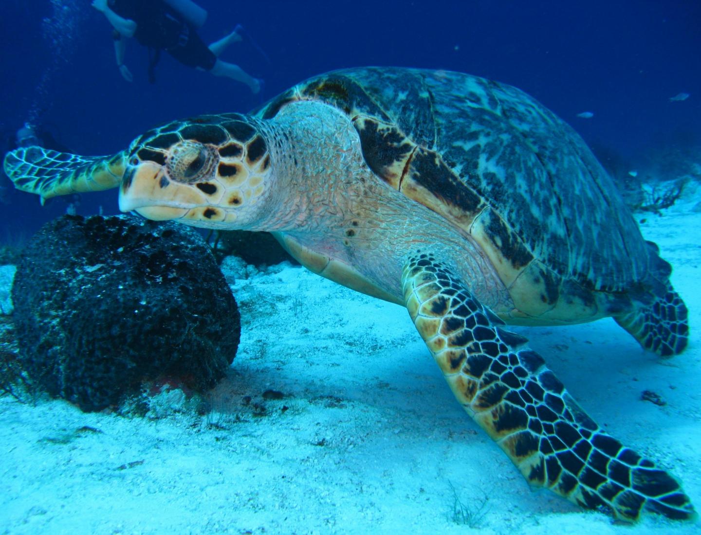 Discover paradise beneath the waves