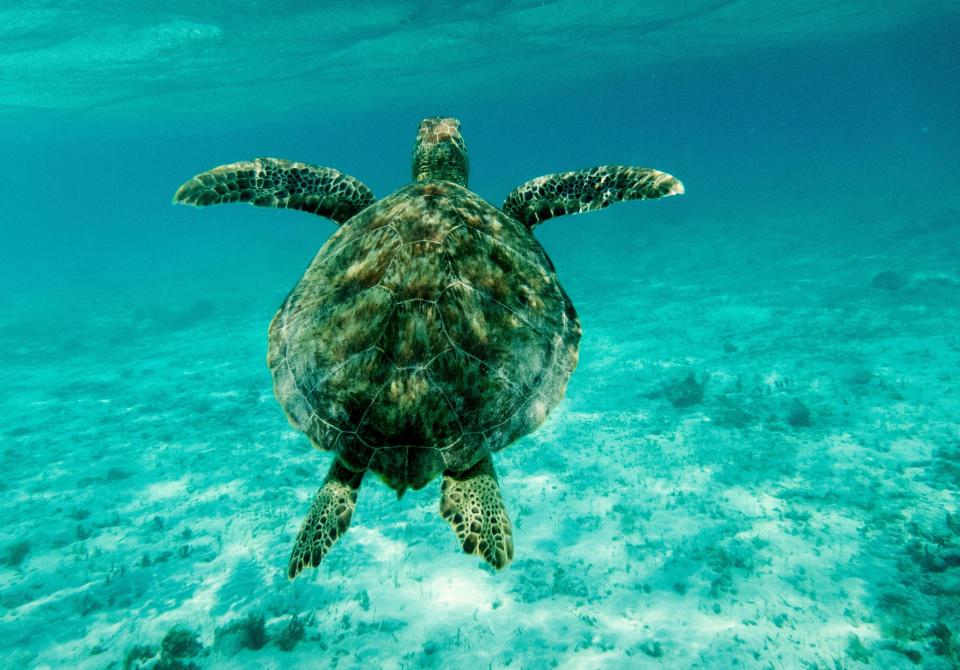 Green Sea Turtle at Tobago Cays 2