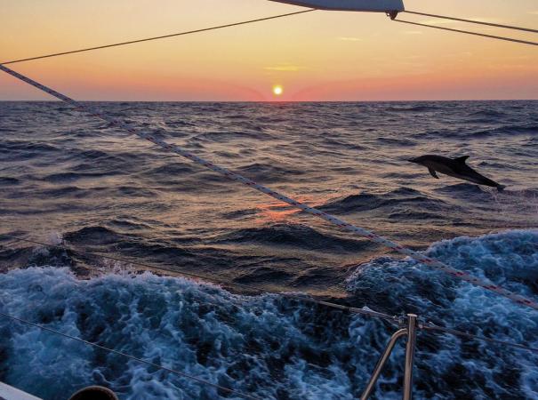 Sunset at sea dolphin