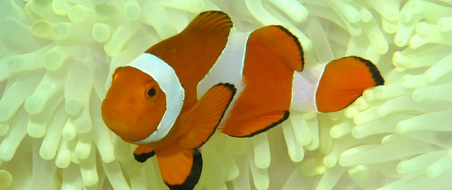 Clown Fish Spotted by Oyster Yacht Owner