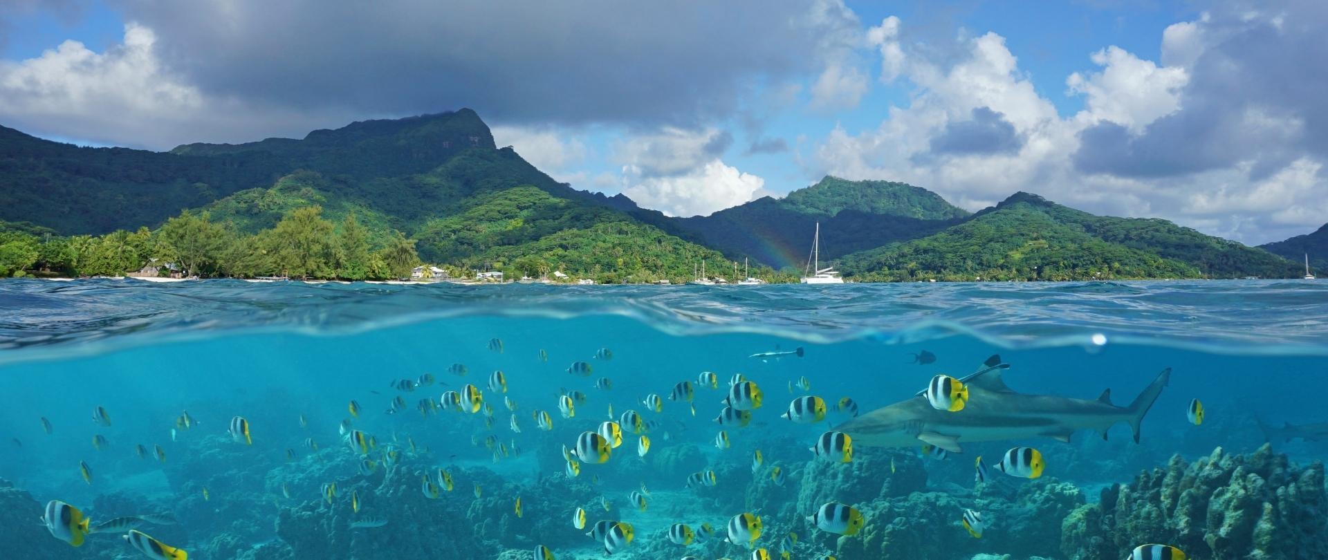 Sailors for the Sea Intro Image Desktop