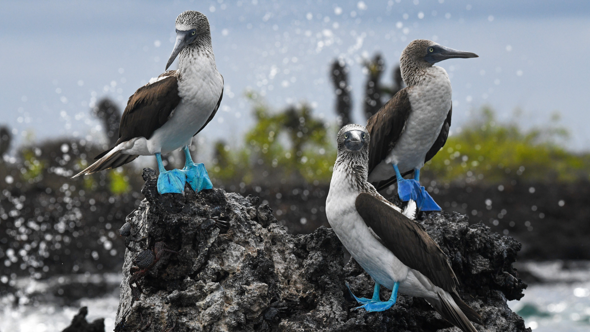Galapagos Wildlife