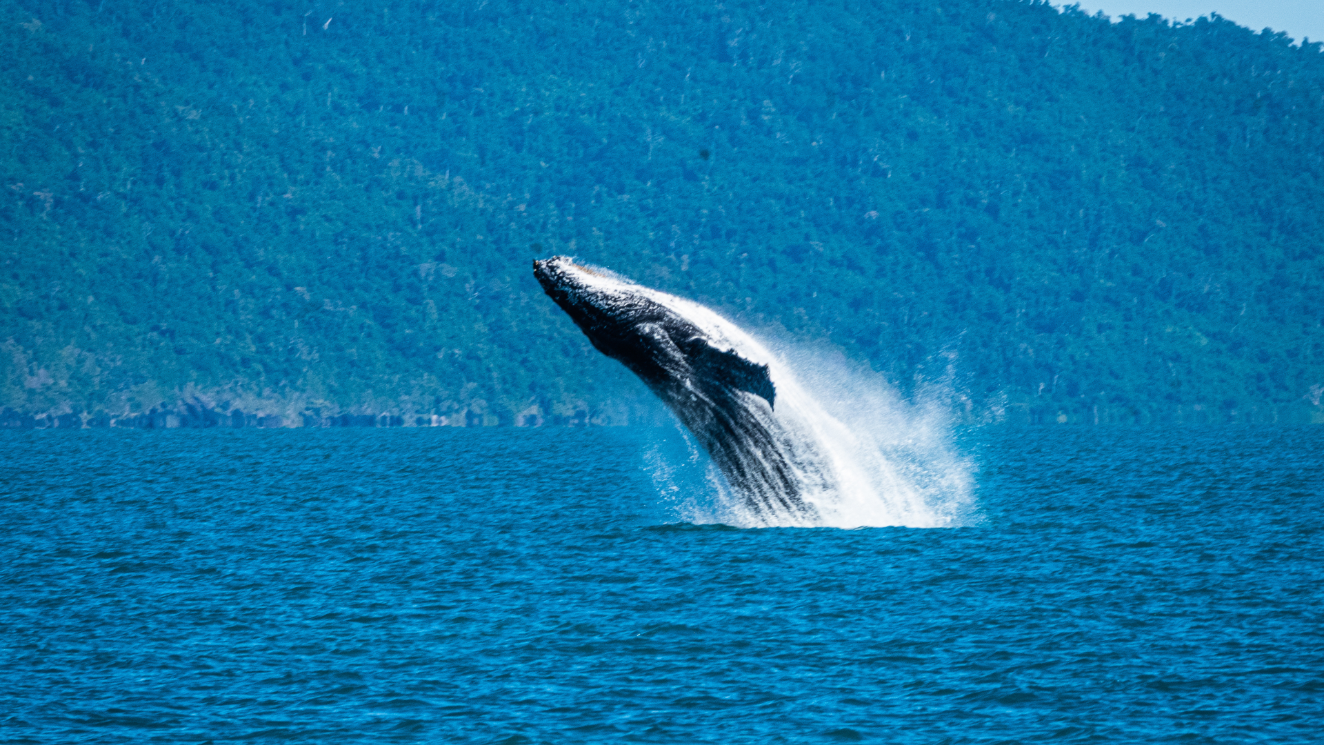 Humpback whale